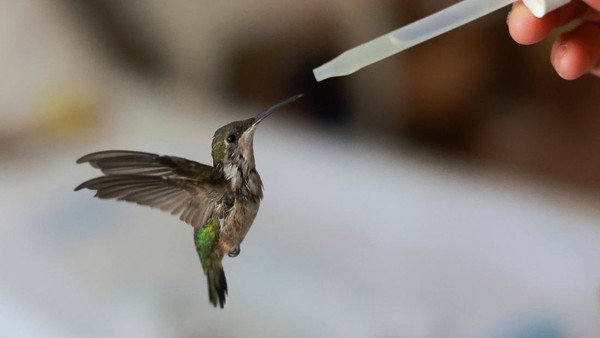 Kolibri