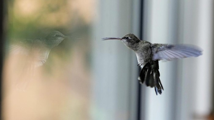 Kolibri